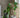 Anthurium Plant, Green, Artificial Flowers
