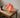 Créme Atelier - Soft Serve Lamp Regular Peach