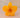 Suiava - Plumeria Bella Big Yellow